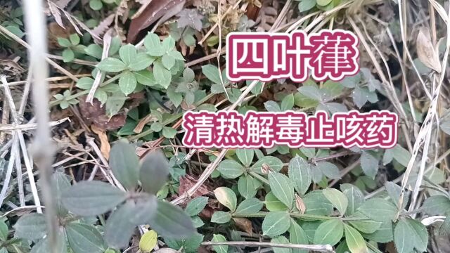 四叶葎清热解毒止咳药,你的家乡有吗