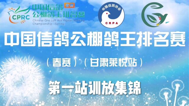 中国信鸽公棚鸽王排名赛春赛甘肃莱悦站 第一站训放集锦