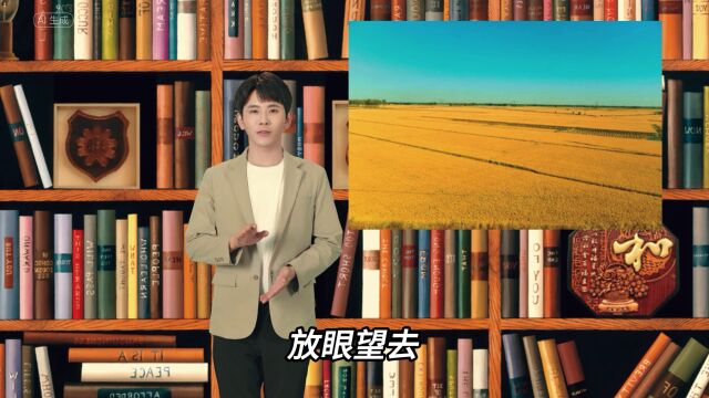 逐梦沃野丰收季 练塘镇,开镰收割忙