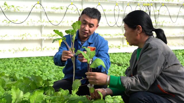 阳坡塔农业开发中心:用“菜篮子”拎出职工的幸福年味