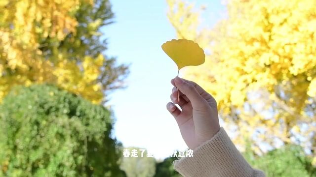 音乐MV《秋蝉》