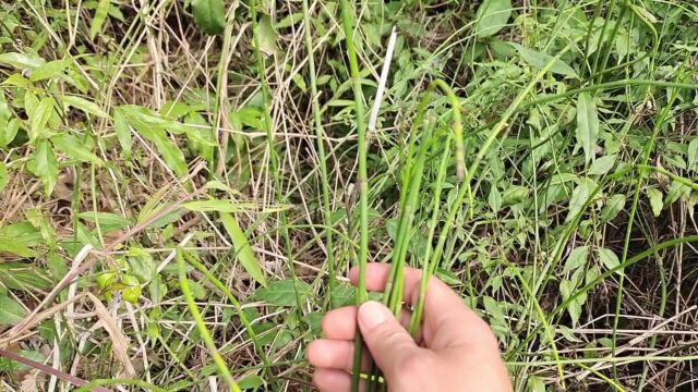 农村路边的野草,药用价值非常高,你认识吗?