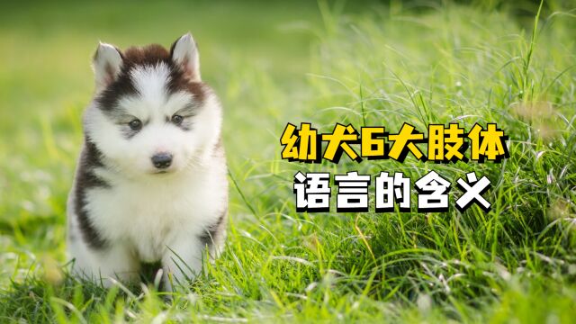 这些幼犬的肢体语言,你都知道吗?