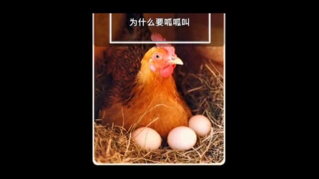 母鸡下蛋后为什么会呱呱叫