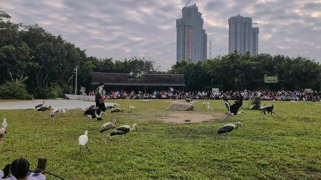 广州长隆飞鸟乐园+野生动物园+大马戏