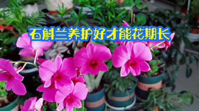 石斛兰花期怎么养护才能花期长