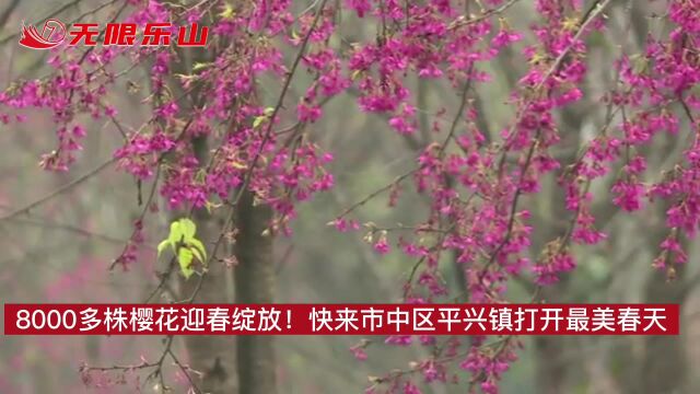 8000多株樱花迎春绽放!快来市中区平兴镇打开最美春天