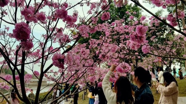 紫色风铃木花盛开!比樱花更灿烂!深圳后海中心河公园.