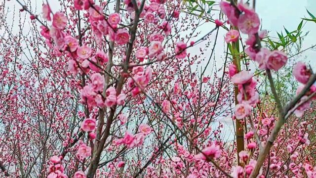 屈原故里红梅花开,最消魂梅花三弄