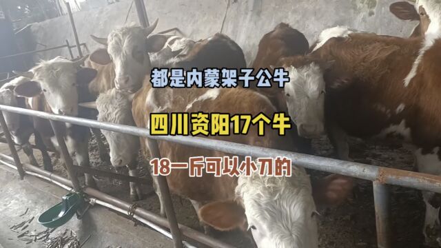 四川资阳这17个大架子内蒙牛不养了,你们觉得能值多少钱呢