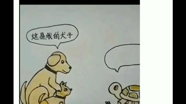 乌龟该怎么说呢