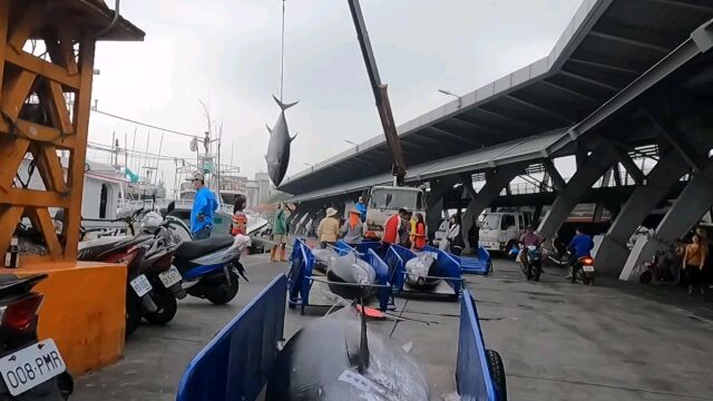 蓝鳍金枪鱼/马林/黄鳍金枪鱼台湾海鲜市场