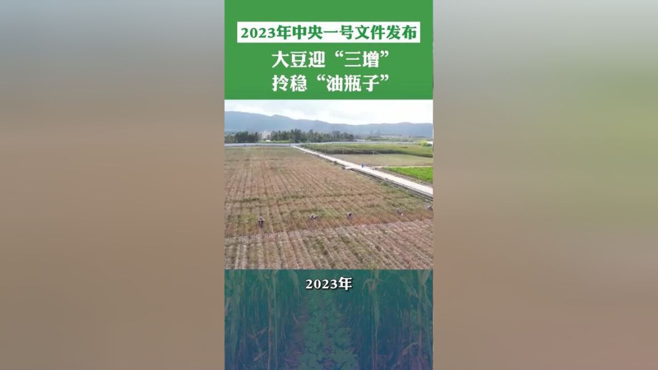 2023年中央一号文件发布,大豆迎“三增”,拎稳“油瓶子”