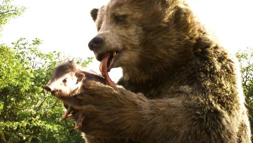 一只肥胖的棕熊要与人类小孩结拜成兄弟。