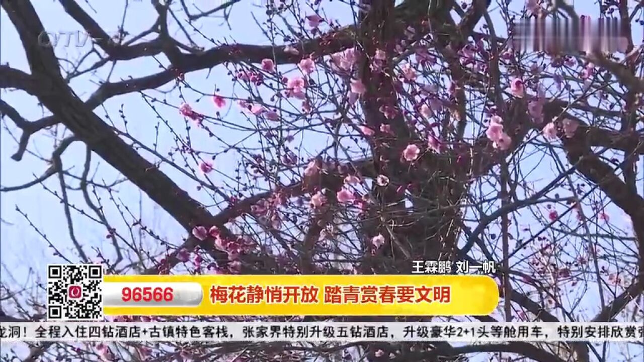 青岛中山公园梅花静悄开放,踏青赏春要文明