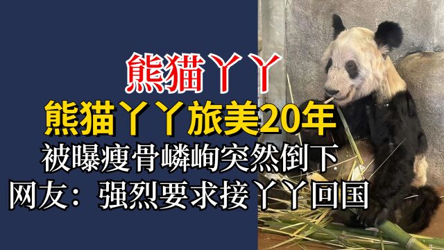 熊猫丫丫旅美20年,骨瘦如柴惹人心疼,网友:强烈要求接丫丫回国