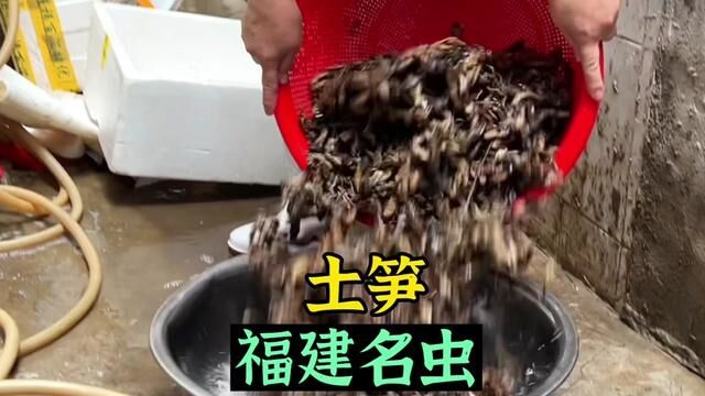 福建名虫土笋,家家户户都爱吃,外地人敢不敢吃?#地方特色美食