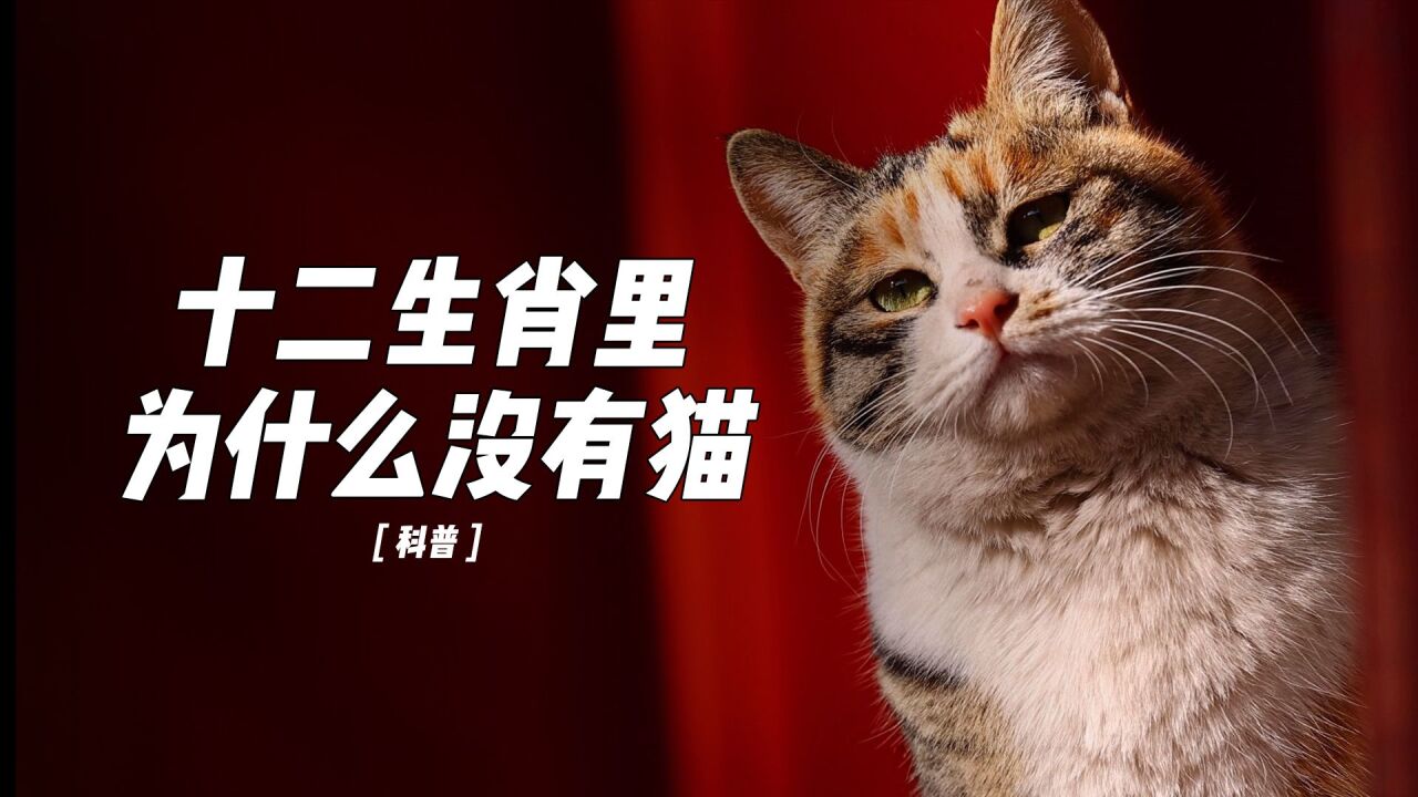 十二生肖里,为什么没有猫!