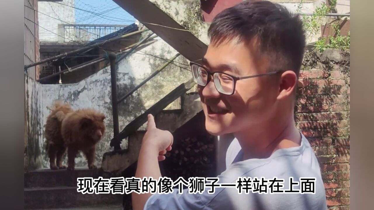 小陈跟朋友去看一窝小母狗,个个金钱尾胖嘟嘟,还是不太满意