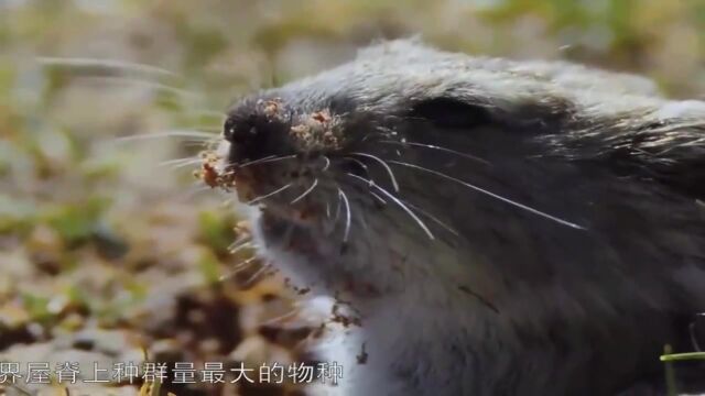 高原上跳动的音符~鼠兔,一蹦一跳甚是可爱,繁殖率高到惊人