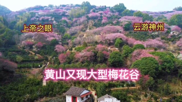 黄山市卖花鱼村大型梅花谷,继林芝和伊犁后又一壮观的旅游地