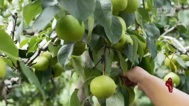 千城百县看中国|河北昌黎:甜蜜京白梨 铺就致富路