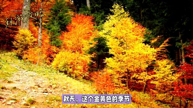 寻找秋天的味道:国内8大最美秋景一网打尽!