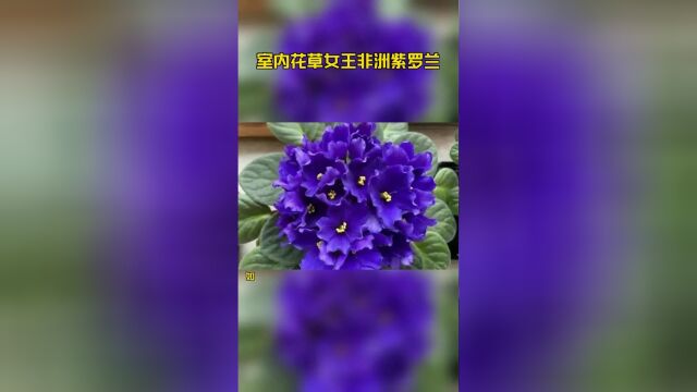 室内花草女王非洲紫罗兰