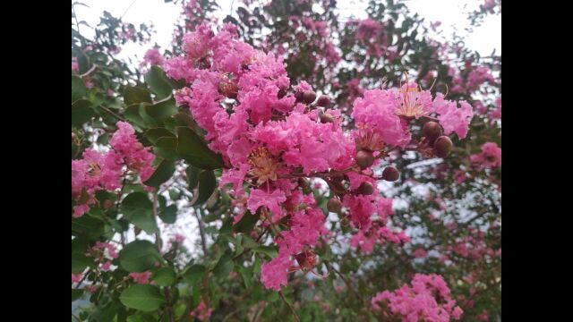 鞭炮礼花交响曲