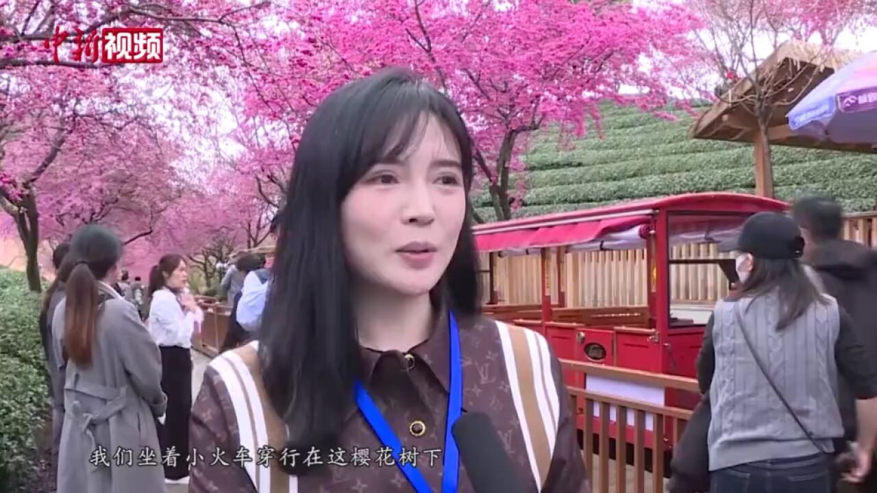 台农深耕“大陆阿里山”十里樱花开催生“美丽经济”