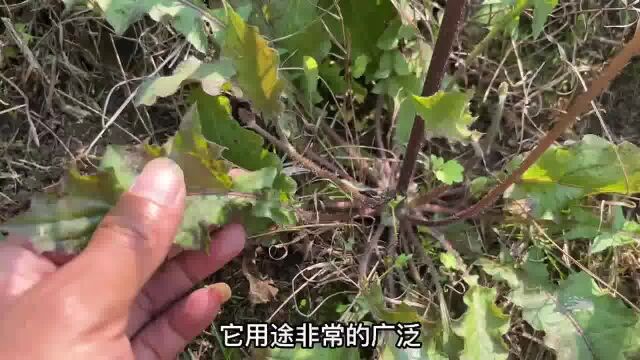 农村不起眼的“化癌草”,用途广泛很多人都不了解它,赶紧认识下