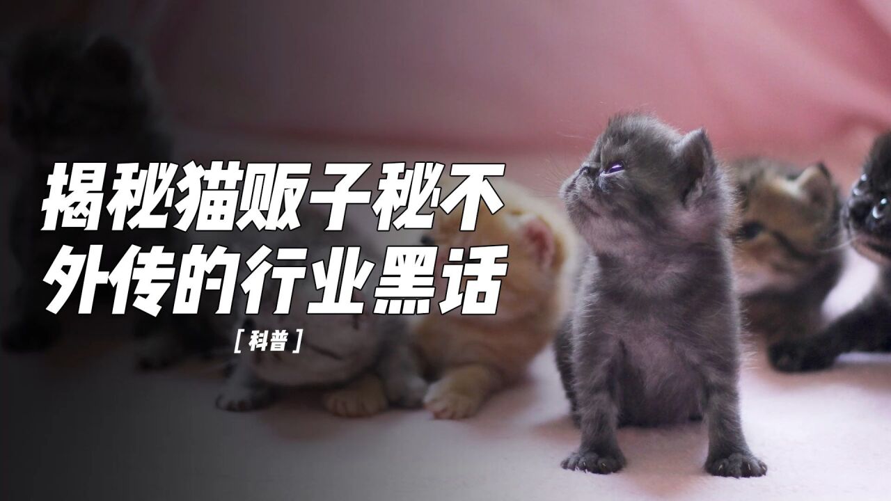 揭秘猫贩子秘不外传的行业黑话