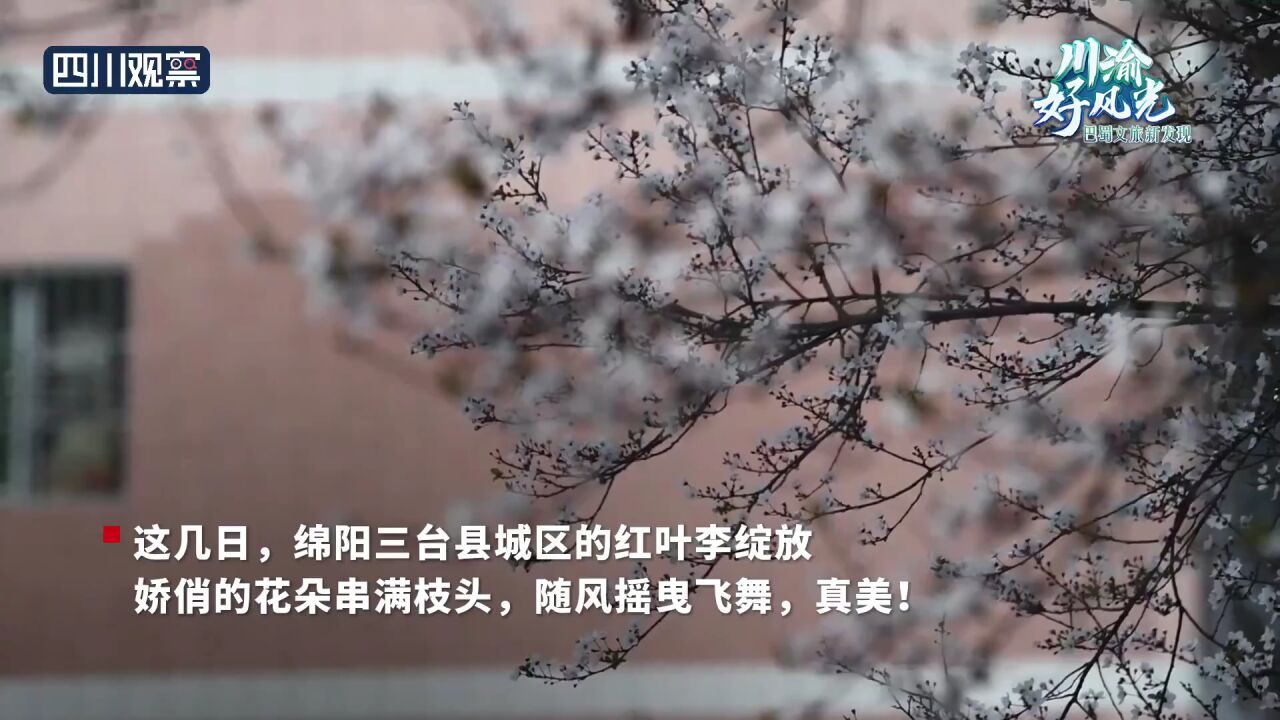 川渝好风光丨红叶李盛开 城里的春光已“上线”