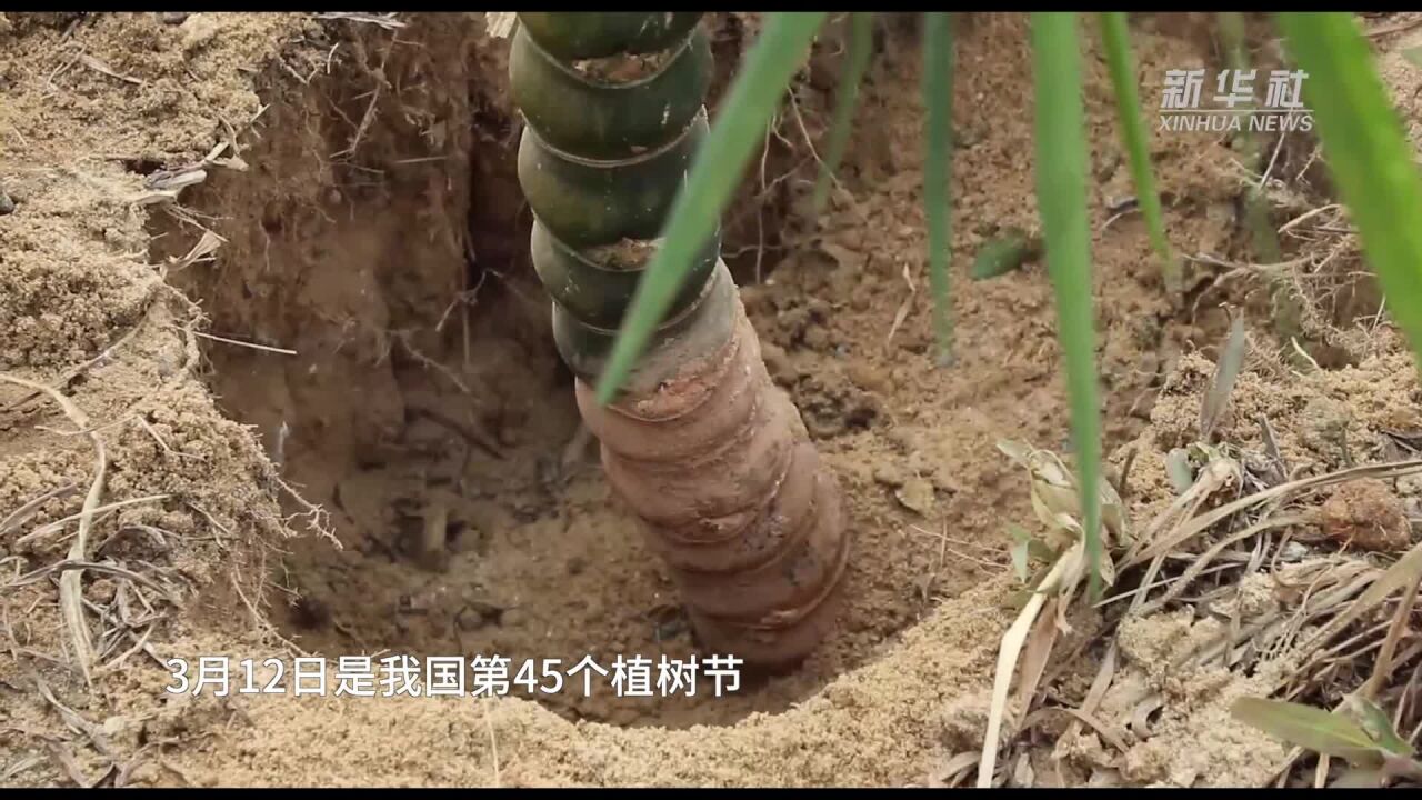 广州长隆举办“我为熊猫种棵竹”植树节公益活动