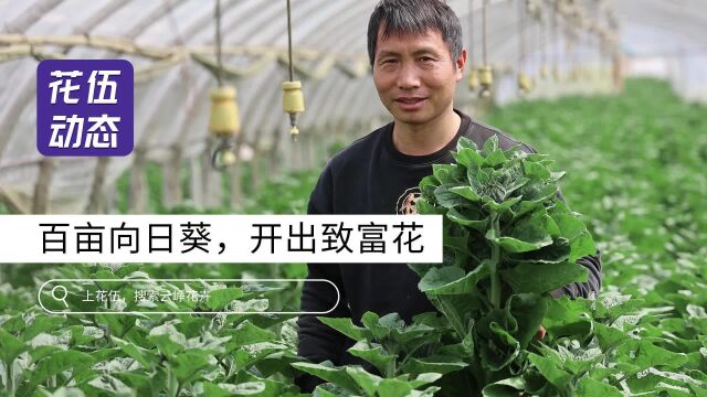 百万致富经,做好鲜花品质,百亩花田铺开“致富路”!