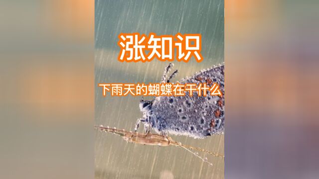 涨知识,下雨天的蝴蝶在干什么