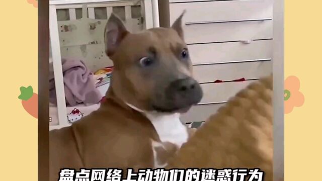 盘点网络上动物们的搞笑时刻