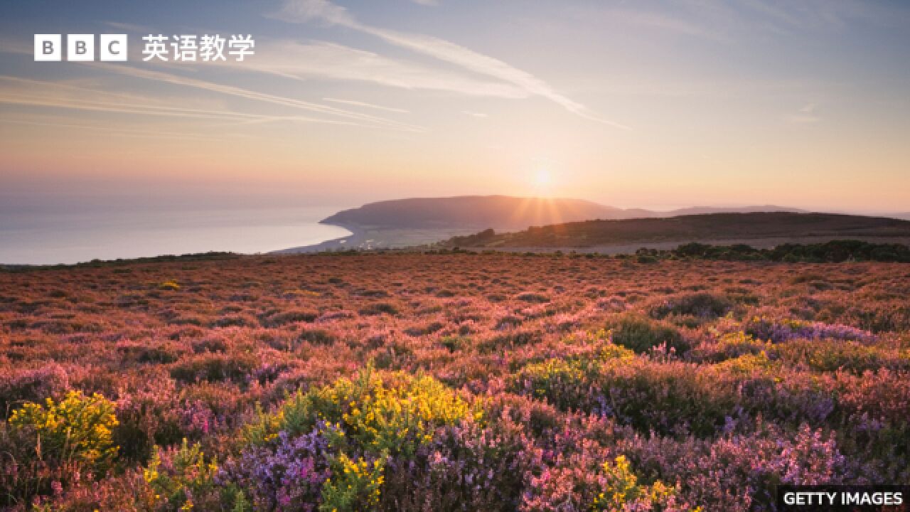 BBC媒体英语:研究显示英国本土植物数量大幅下降