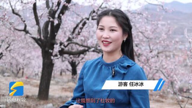 一起走进沂蒙山里的杏花村 2023蒙阴县旧寨乡第八届杏花节启动