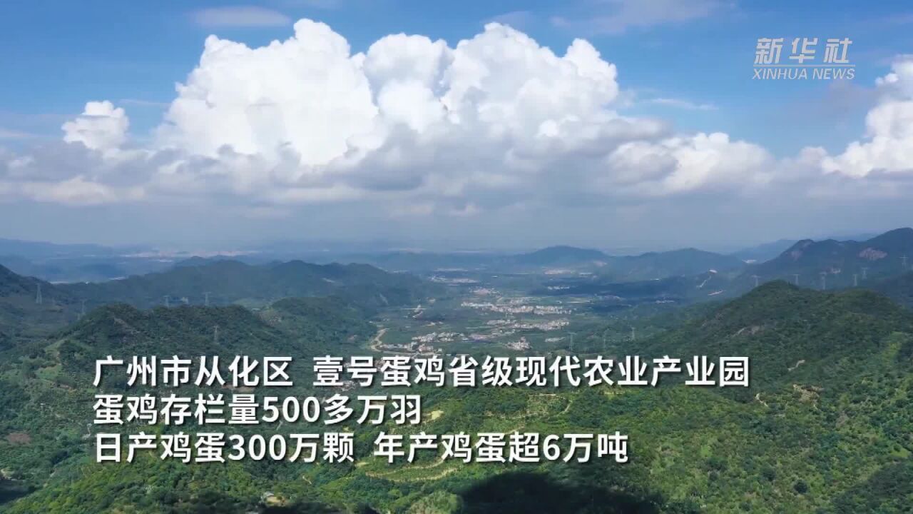 粤港澳大湾区现代农业产业园日产鸡蛋300万颗