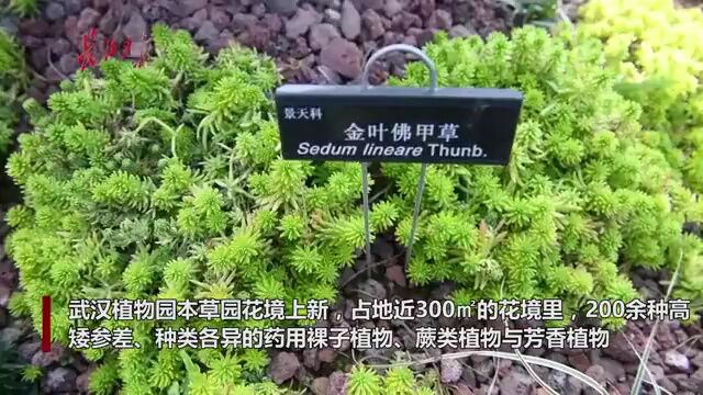 植物推荐 | 药用植物在花境中的应用与发展