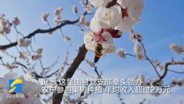 邹平市黄山街道:振兴乡村产业 共育致富之花