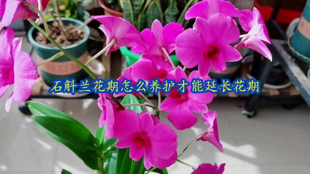 石斛兰花期怎么养护才能延长花期