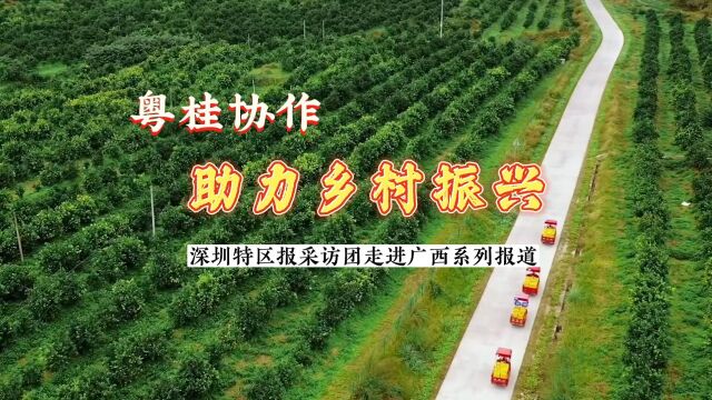 粤桂协作 乡村振兴丨获“圳品”认证!都安澳寒羊产品拓展深圳市场 带领农民增收