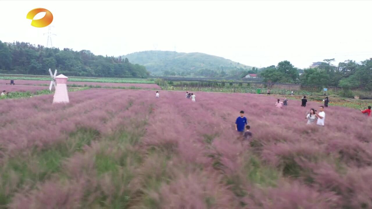 粉黛乱子草盛放 百日菊花海醉游人