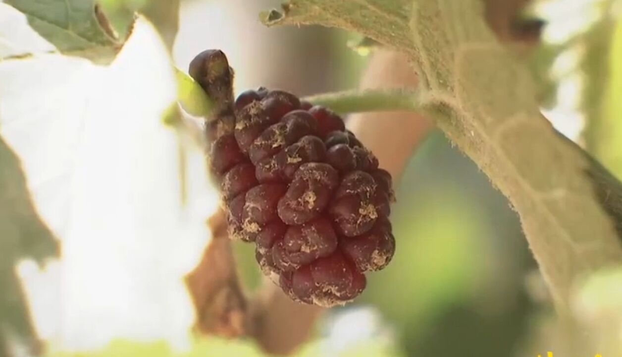 库车药桑夏图特,维语的意思就是桑葚之王,当地居民靠此增收