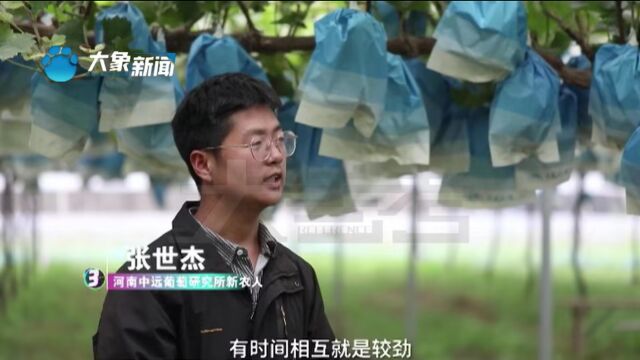 黄河岸边的田园梦,新农人运用科技走上致富路,“我们这人人都是老板”