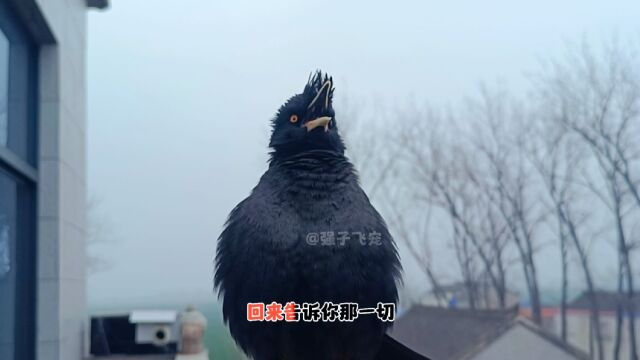 八哥鸟唱歌娱乐视频《亲亲我的宝贝》