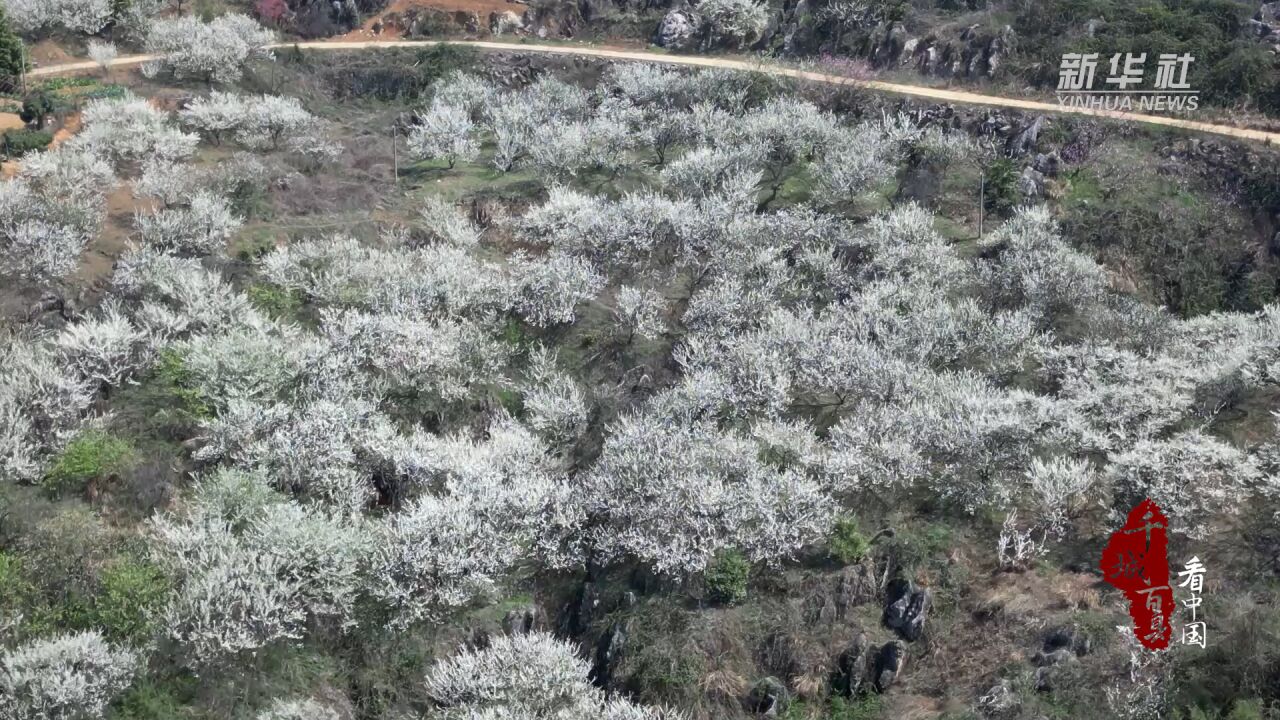 千城百县看中国|湖南新化:春日赏花正当时