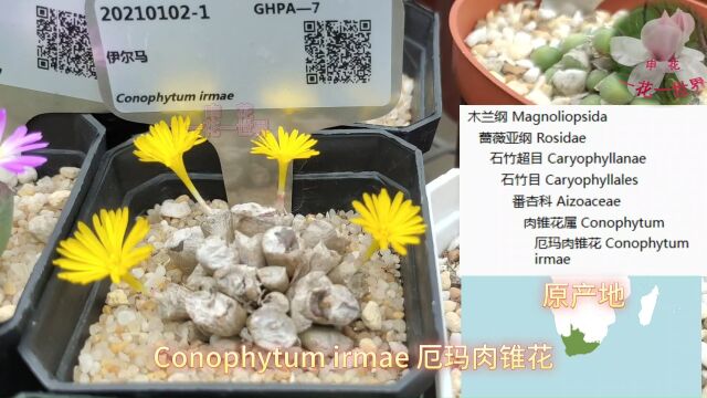 Conophytum irmae 厄玛肉锥花#多肉开花 #一日一植物科普 #厄玛肉锥花 #园艺